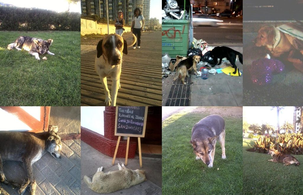 Imagenes de perros vagos de la ciudad de Viña del Mar