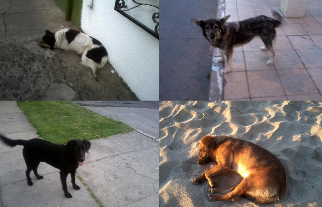perros callejeros ciudad Viña del Mar